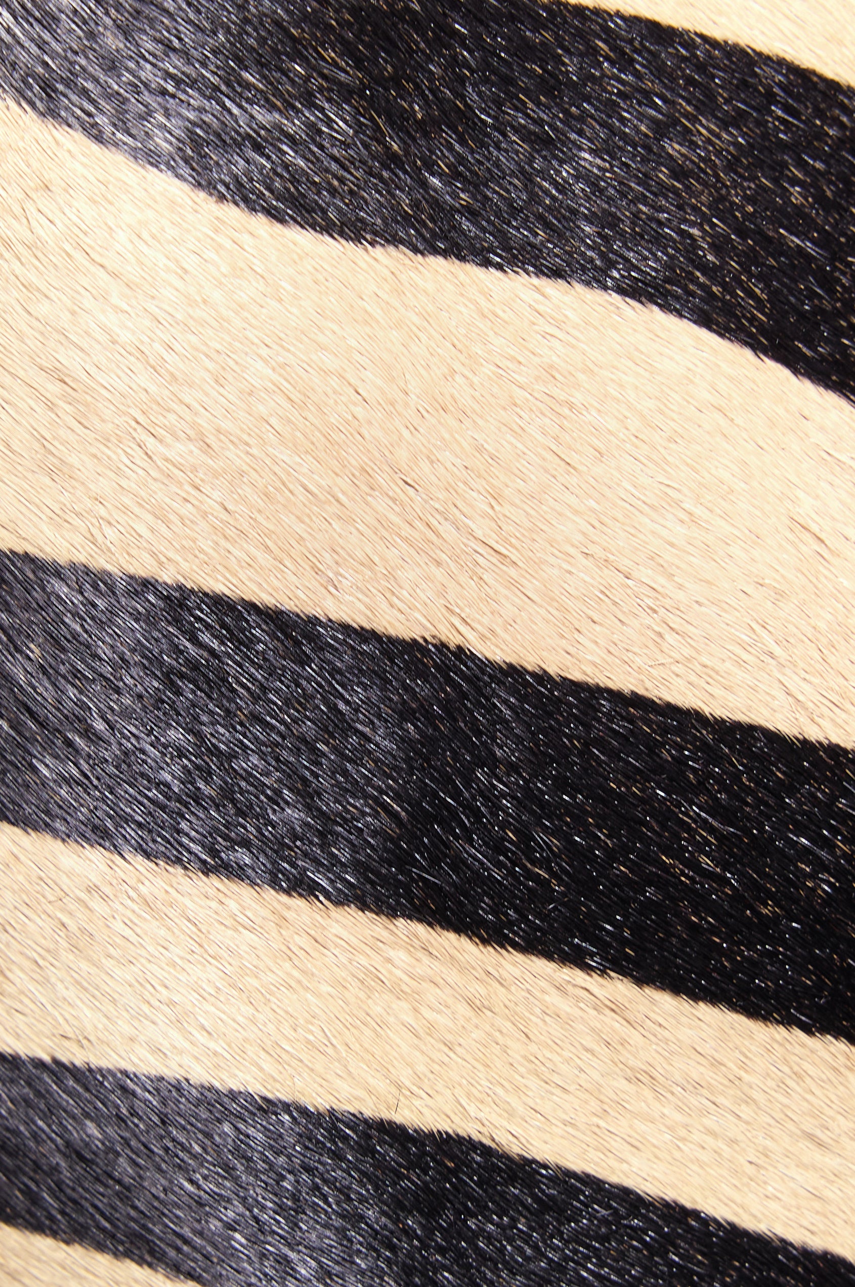 The Lucca is a long-hair cowhide shoulder bag with an adjustable strap and polished silver oval buckle. In Zebra Haircalf colorway. Haircalf detail shot.