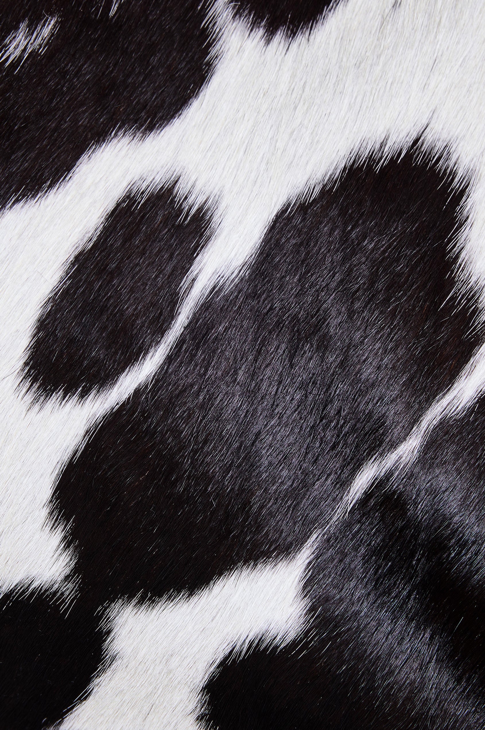 Torino Bucket Bag in Cow Print Haircalf With Adjustable Strap and Polished Silver Oval Buckle, Microsuede Lining, Interior Magnetic Closure, Snap Button-Slip Pocket, and Subtle Branded Detailing in Cowgirl Haircalf Colorway Colorway - Fabric Close Up View Featured