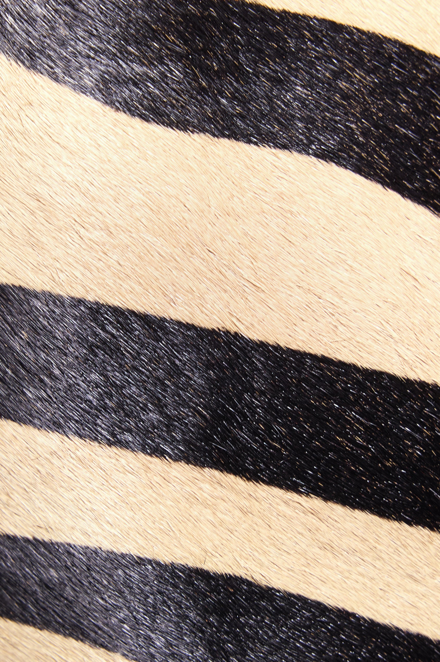 Torino Bucket Bag in Zebra Print Haircalf With Adjustable Strap and Polished Silver Oval Buckle, Microsuede Lining, Interior Magnetic Closure, Snap Button-Slip Pocket, and Subtle Branded Detailing in Zebra Haircalf Colorway - Fabric Close Up View Featured