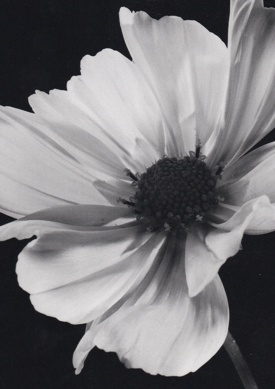 EDITORIAL BLACK AND WHITE IMAGE OF A FLOWER